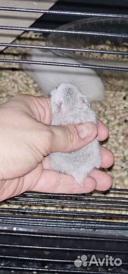 Серийские хомяки