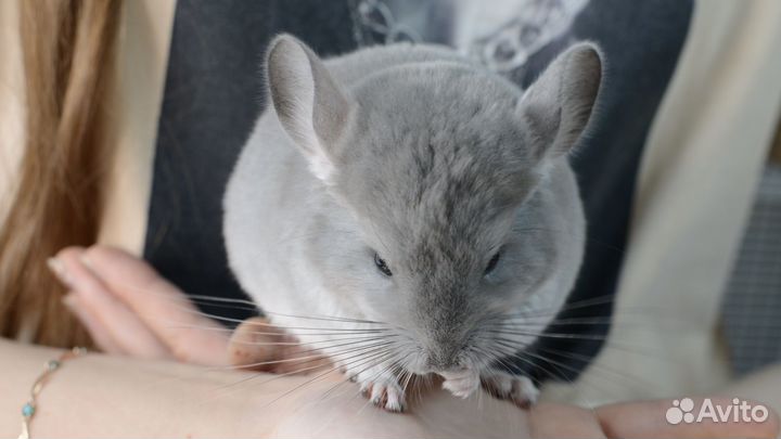 Шиншилла мальчик фиолет