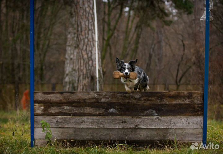 Дрессировка собак, коррекция поведения, кинолог