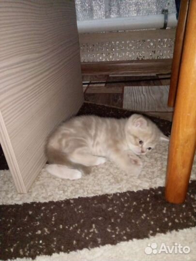 Опытный кот, скоттиш - страйт