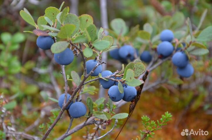 Голубика таежная ароматная