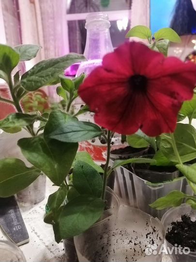 Вегетативная петуния