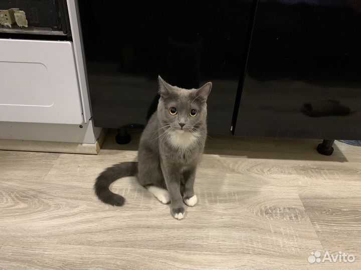 Кошка в дар бесплатно