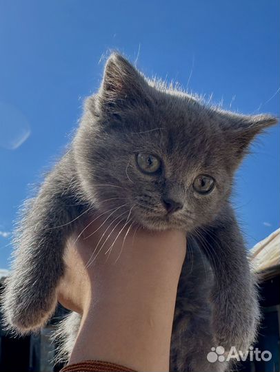 Котята в добрые руки даром бесплатно