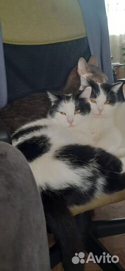 Кошки в добрые руки