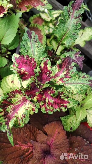 Коллекция колеус