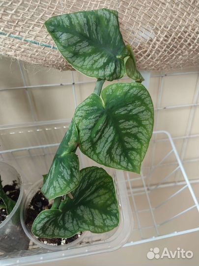 Комнатные растения