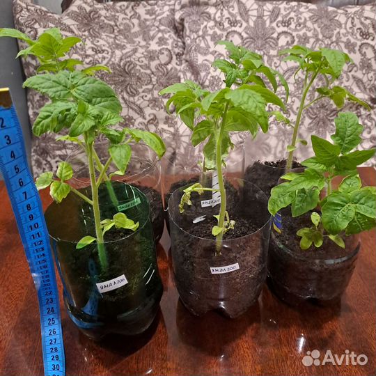 Рассада помидор