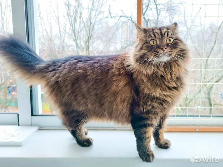 Передержка кошек