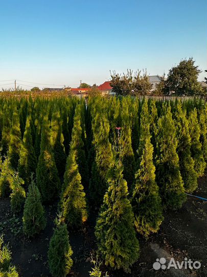 Туи Смарагд