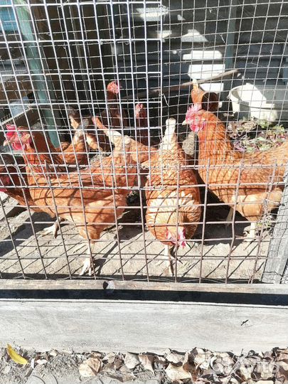 Куры ломан браун