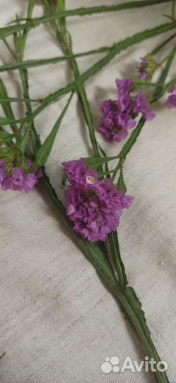 Статица сухоцвет