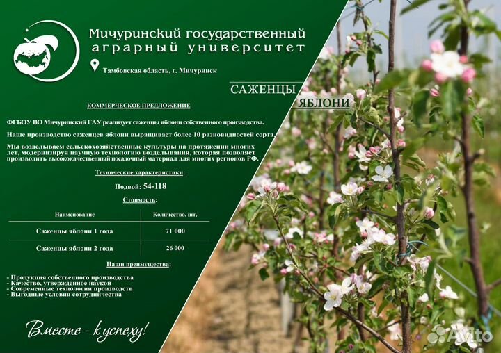 Саженцы яблони