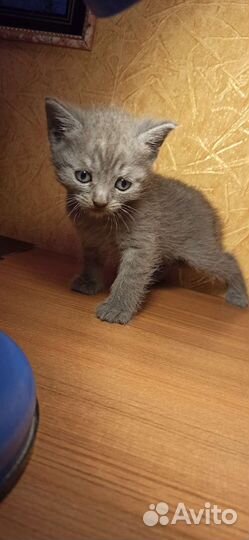 Шотландская вислоухая кошка