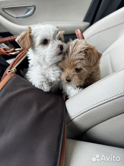 Щенки мальтипу мини