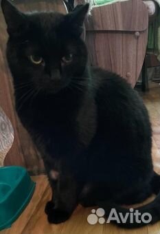 Багира добрая и ласковая кошка