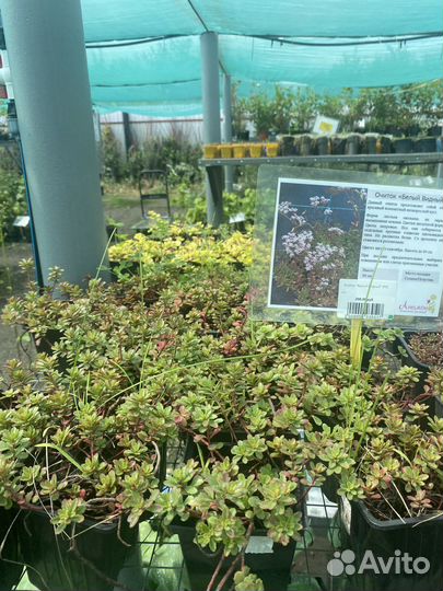 Почвопокровные многолетники для сада в горшках