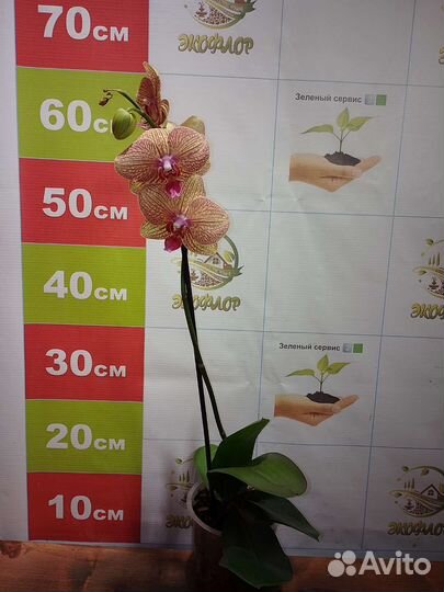 Орхидея фаленопсис