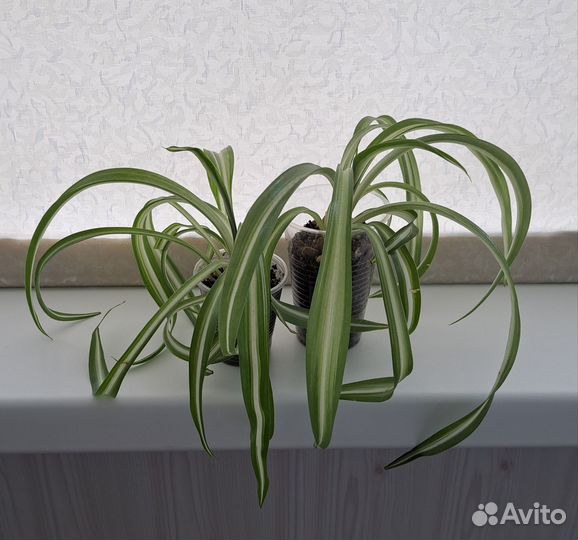 Хлорофитум кудрявый хохлатый гибискус хамедорея