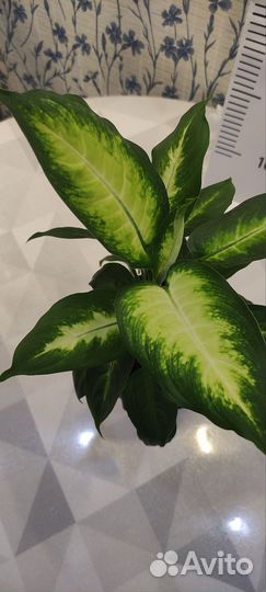 Диффенбахия Камилла и Компакта