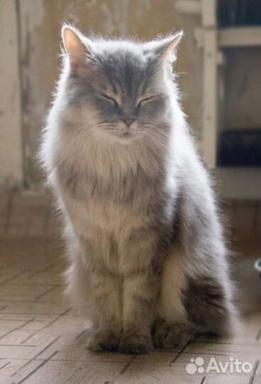 Кошечка ищет дом