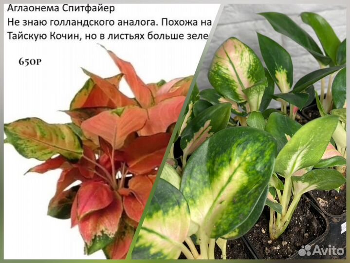 Аглаонемы сортовые