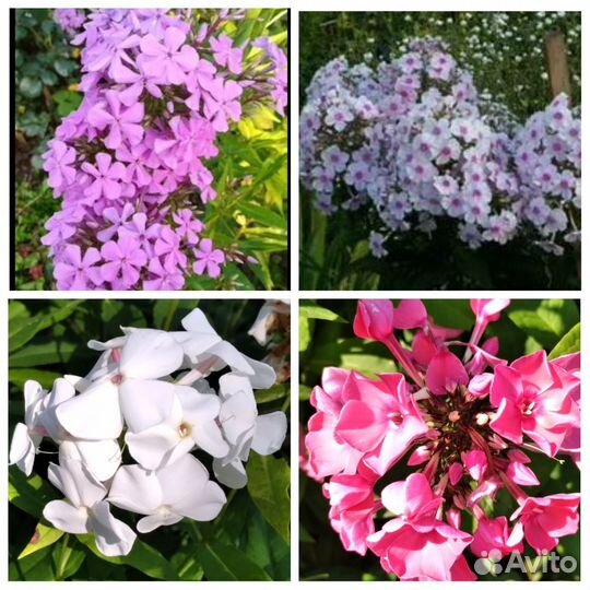 Многолетники: примулы, осока пестрая, лилейник, др