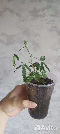 Мимоза стыдливая экзот