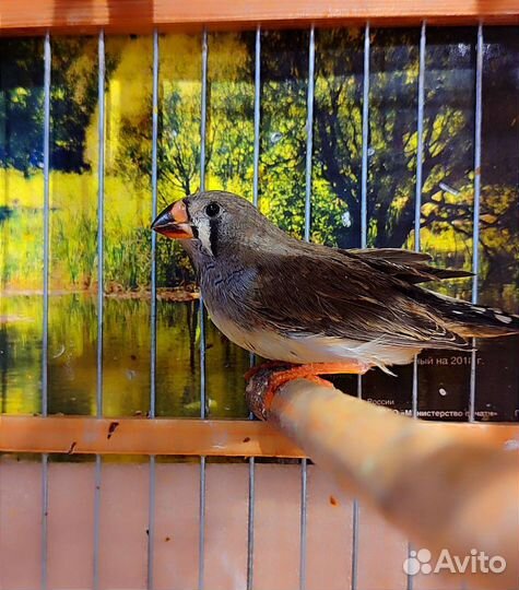 Зебровые амадины