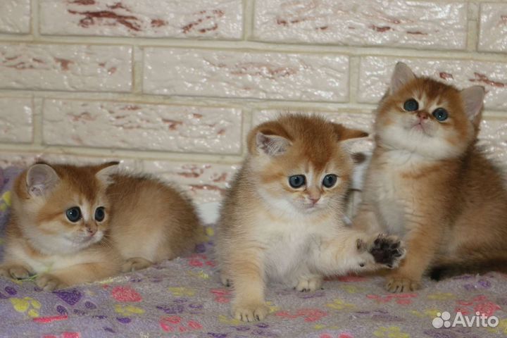 Котята золотые британские шиншиллы