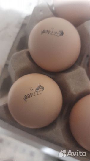 Бройлеры цыплята Кобб 500