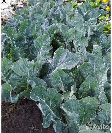 Цветная капуста