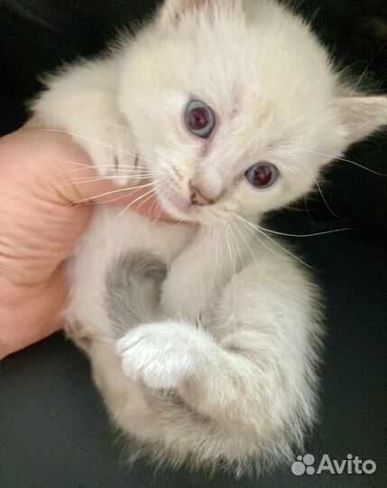 Милое создание