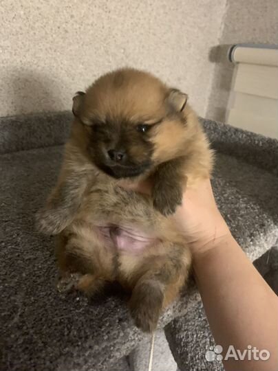 Щенок Шпица