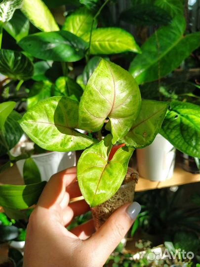 Комнатные растения