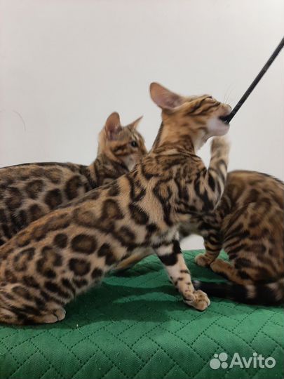 Бенгальские котята