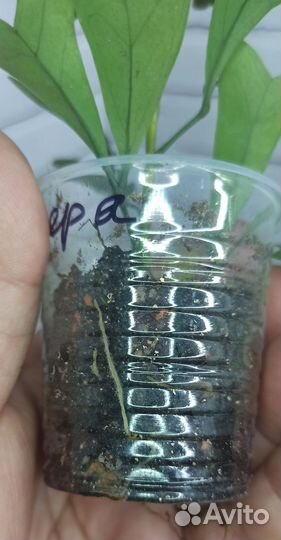 Шеффлера Emarginata