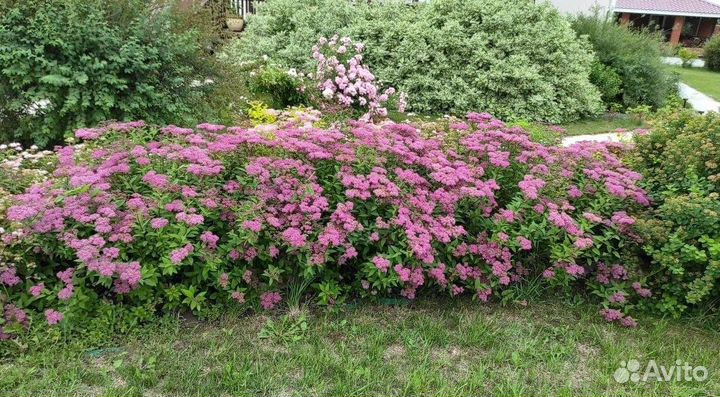 Спирея японская семена