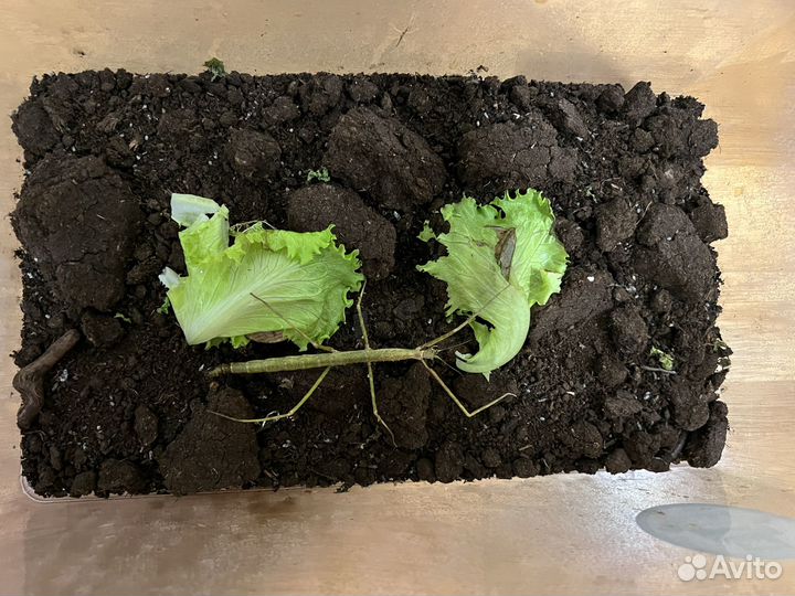 Палочники малыши