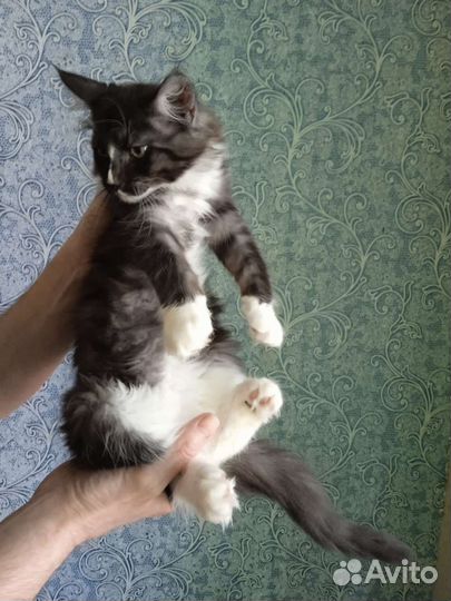 Мейн-кун котенок 4,5месяца