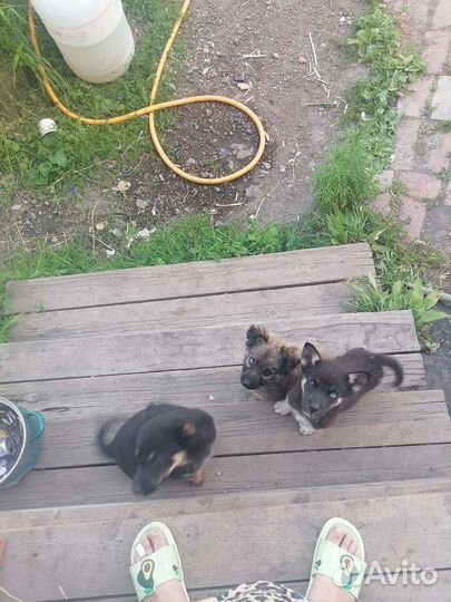 Щенки немецкой овчарки бесплатно