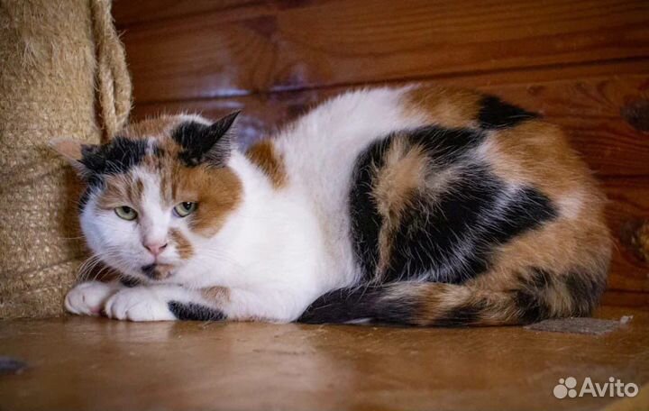 Кошка бесплатно