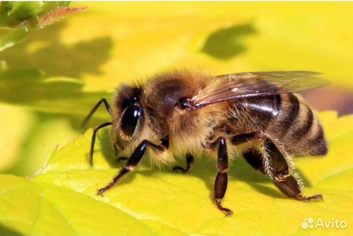 Продается пасека