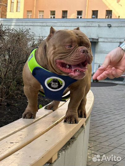 Щенки питбуля