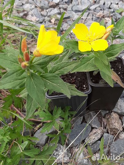 Многолетники садовые