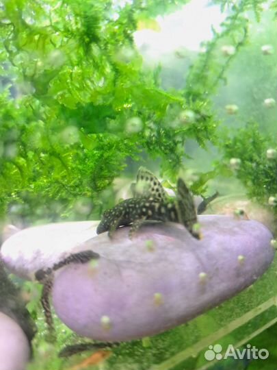 Сомик,светильник на 100л.акву