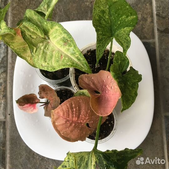 Сингониумы набором