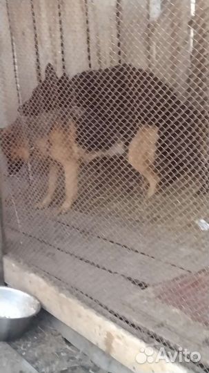 Немецкая овчарка+вео