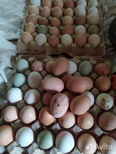 Яйцо кур на инкубацию