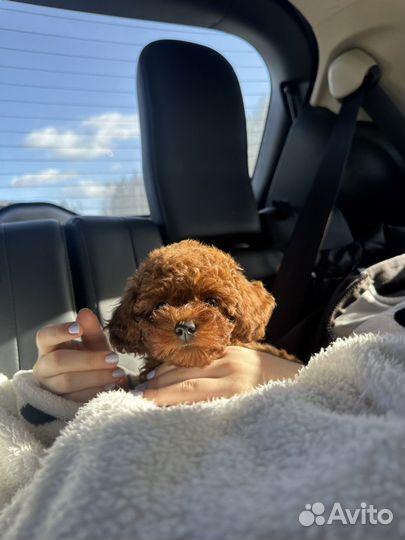 Тикап тедди пудель китай девочка